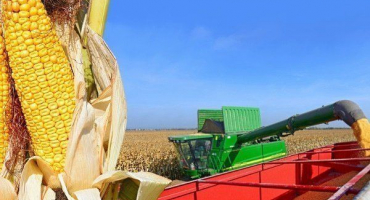 Jak a kdy sklízet kukuřici na zrno a siláž?